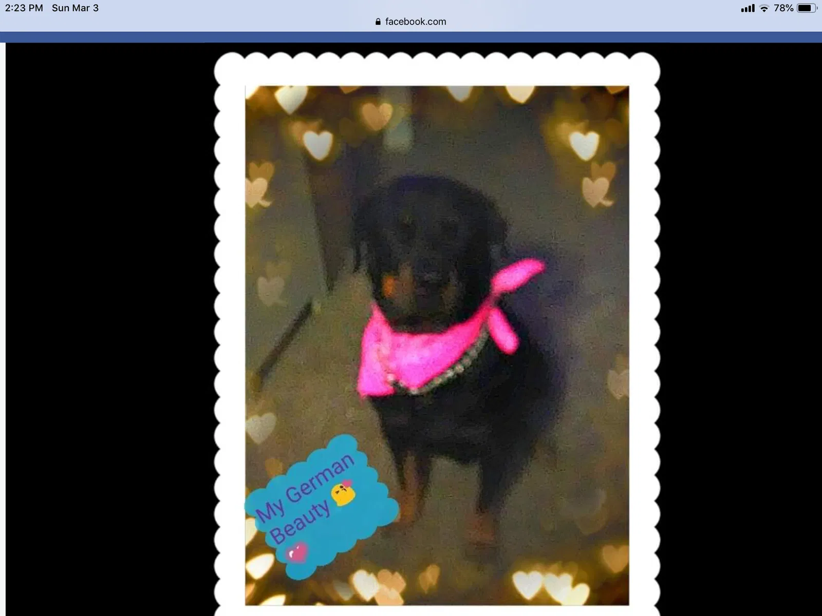 Lost dog in Tulsa, OK, 74134