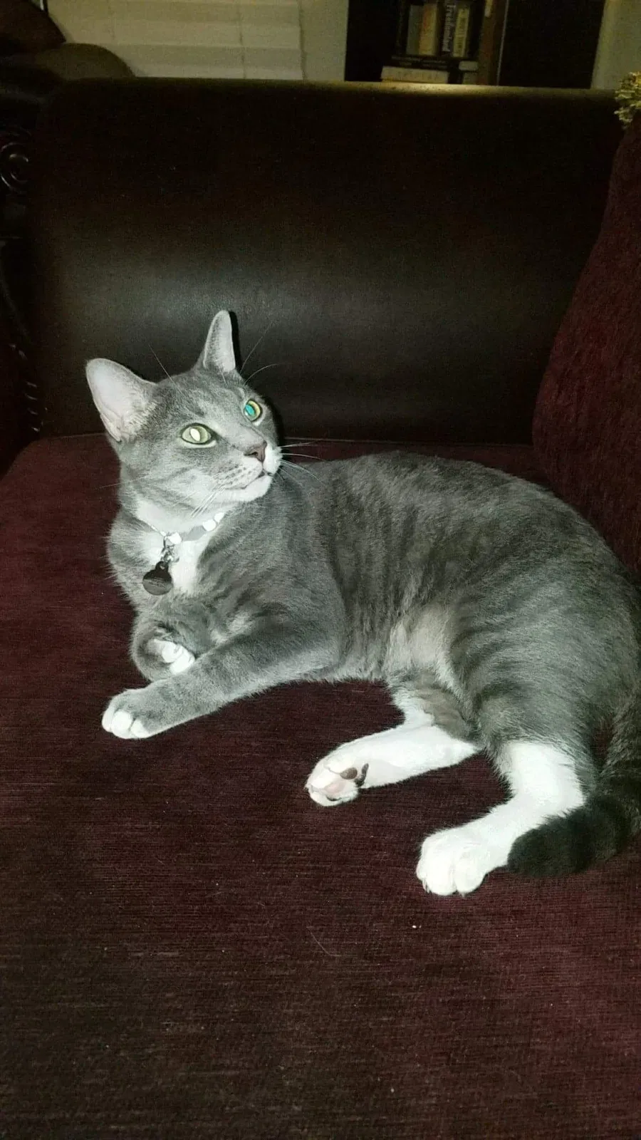 Lost cat in Fayetteville, NC, 28314