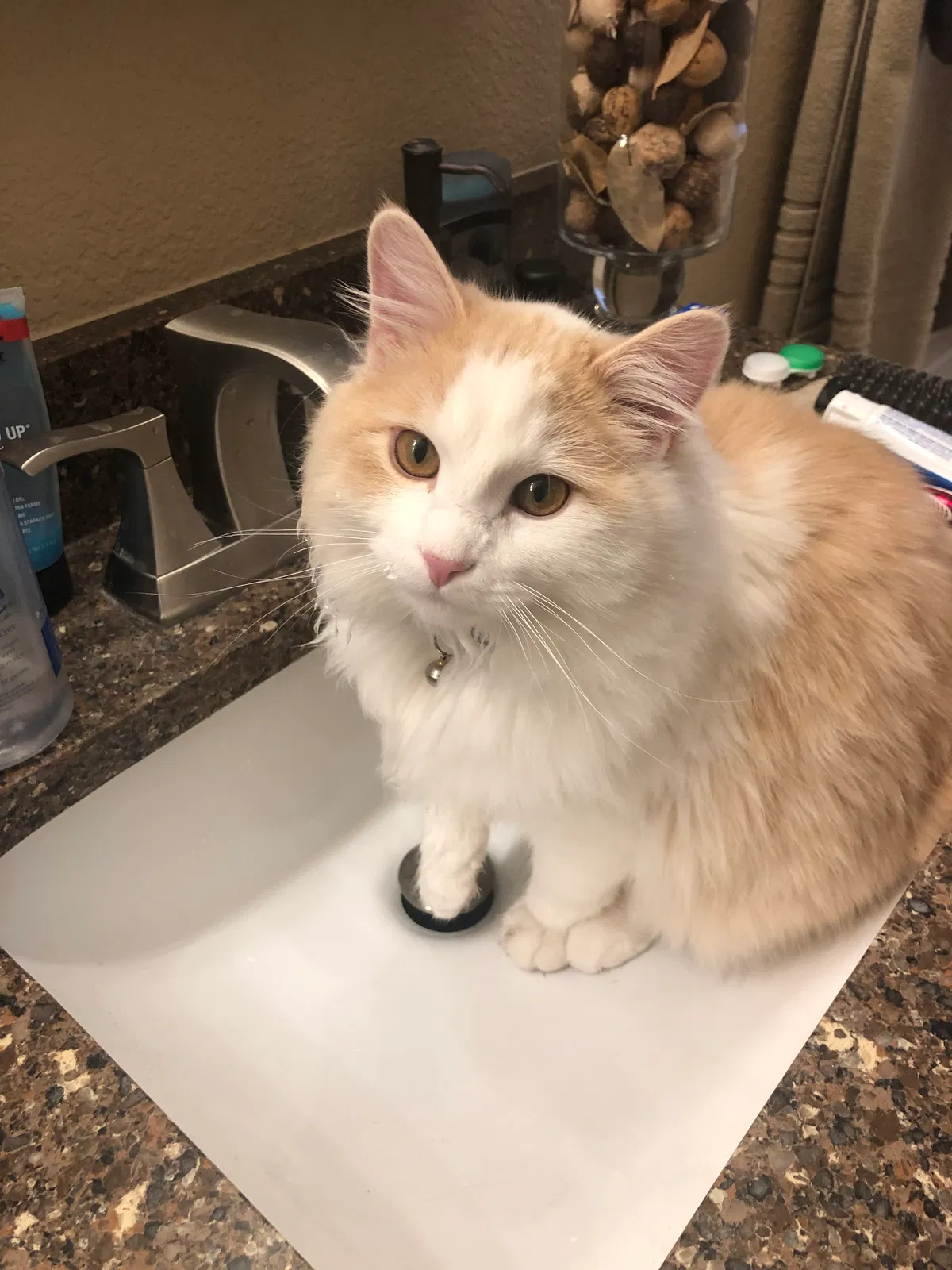 Lost cat in Littleton, CO, 80126