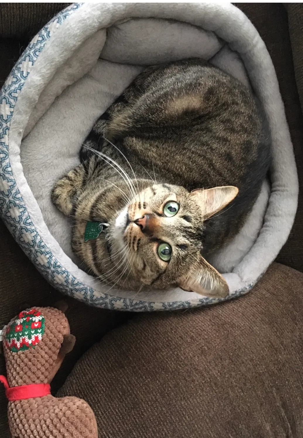 Lost cat in Huntsville, AL, 35811