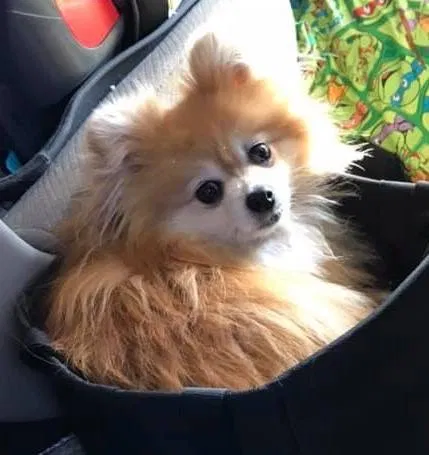 Lost dog in Brighton, MI, 48114
