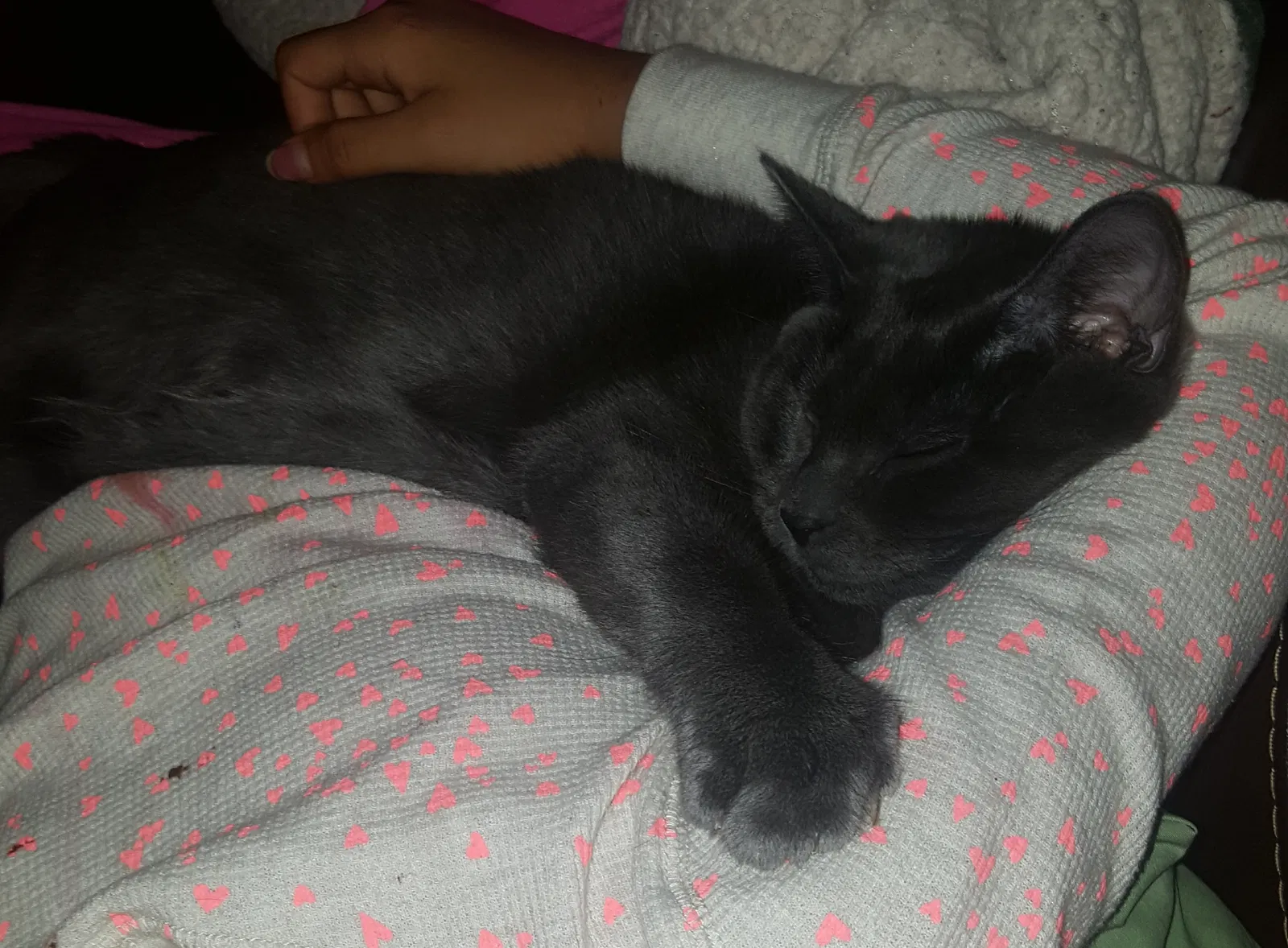 Missing Cat