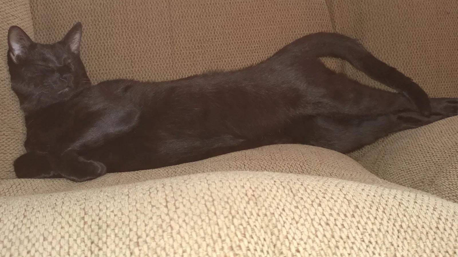Lost cat in Temecula, CA, 92592