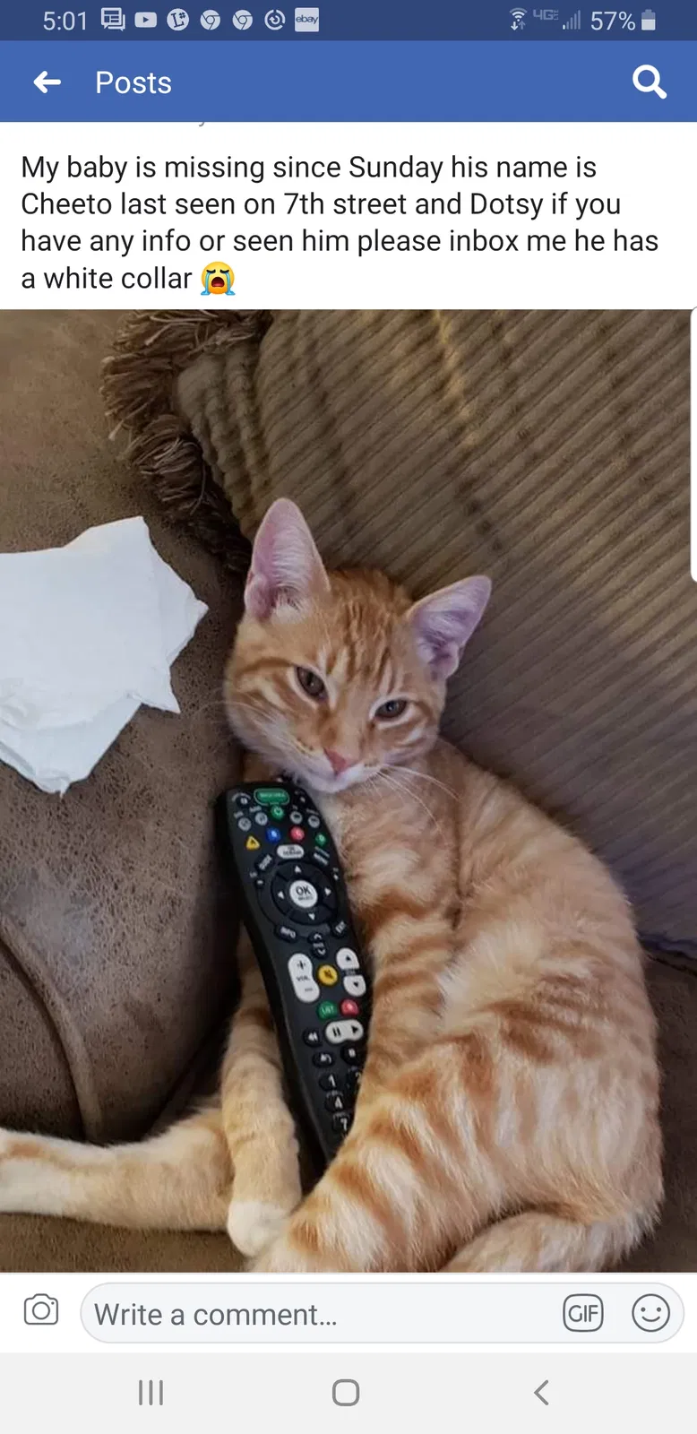 Lost cat in Odessa, TX, 79763