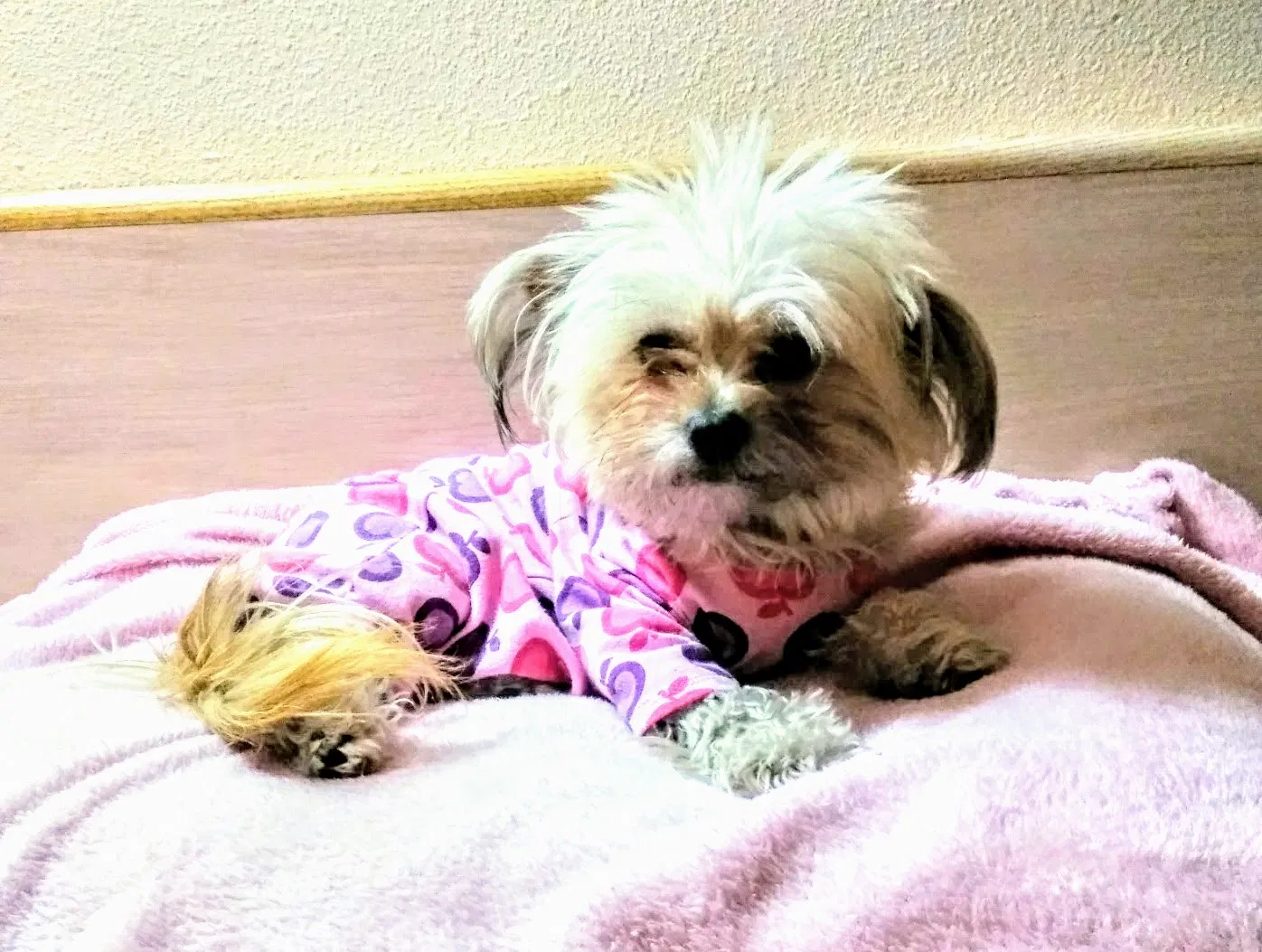 Lost dog in Albuquerque, NM, 87123
