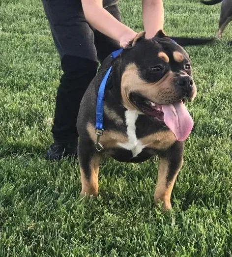 Lost dog in Rio Linda, CA, 95673