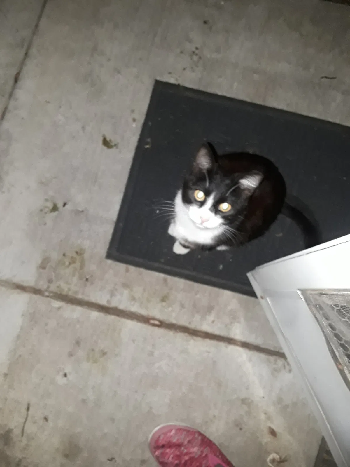 Lost cat in Patterson, CA, 95363