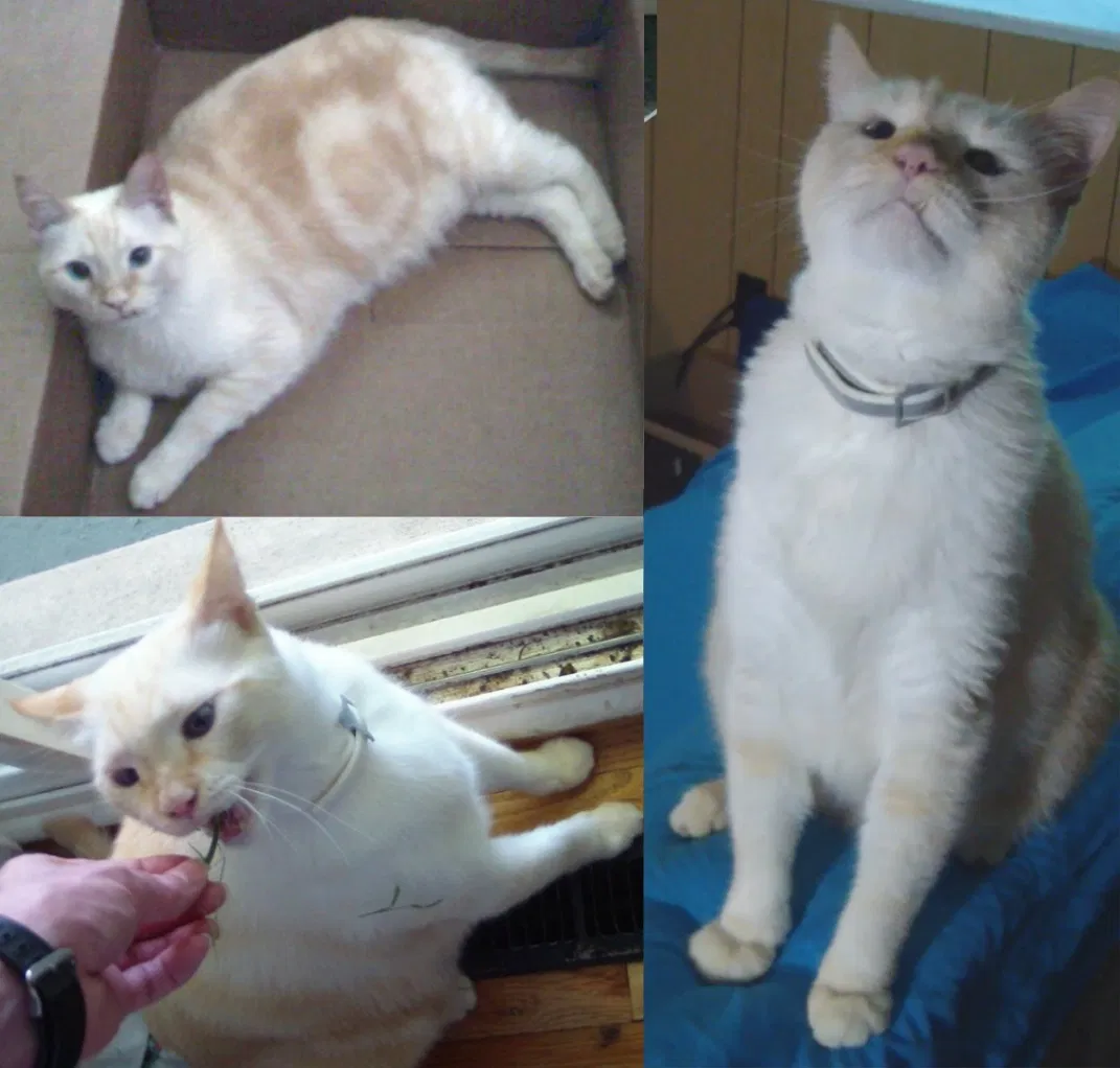 Lost cat in New Castle, DE, 19720