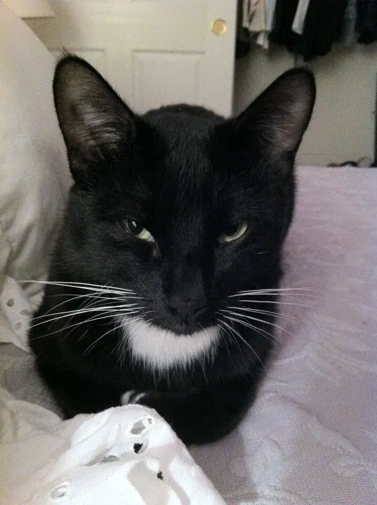 Lost cat in Canyon Country, CA, 91351