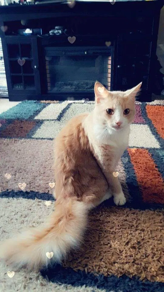 Lost cat in Port Charlotte, FL, 33948