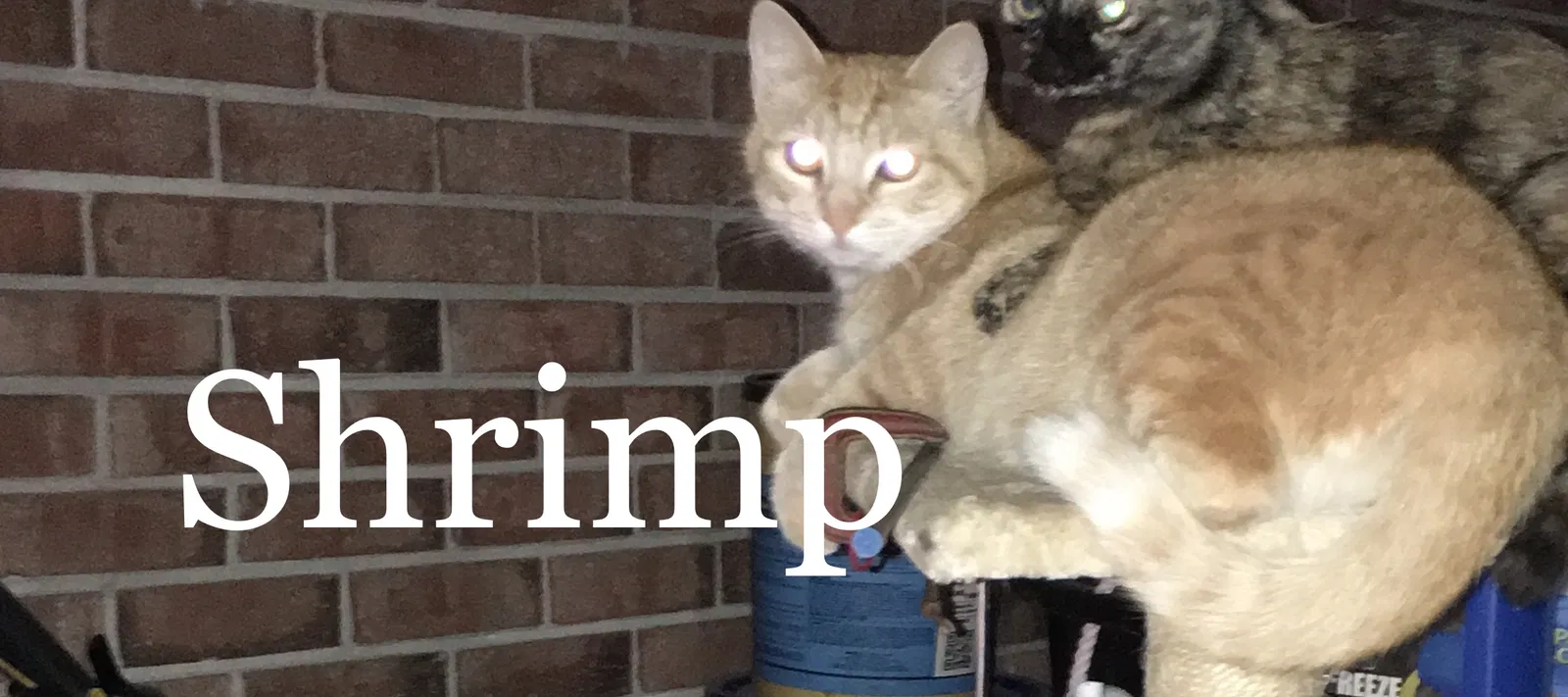 Lost cat in Pensacola, FL, 32514