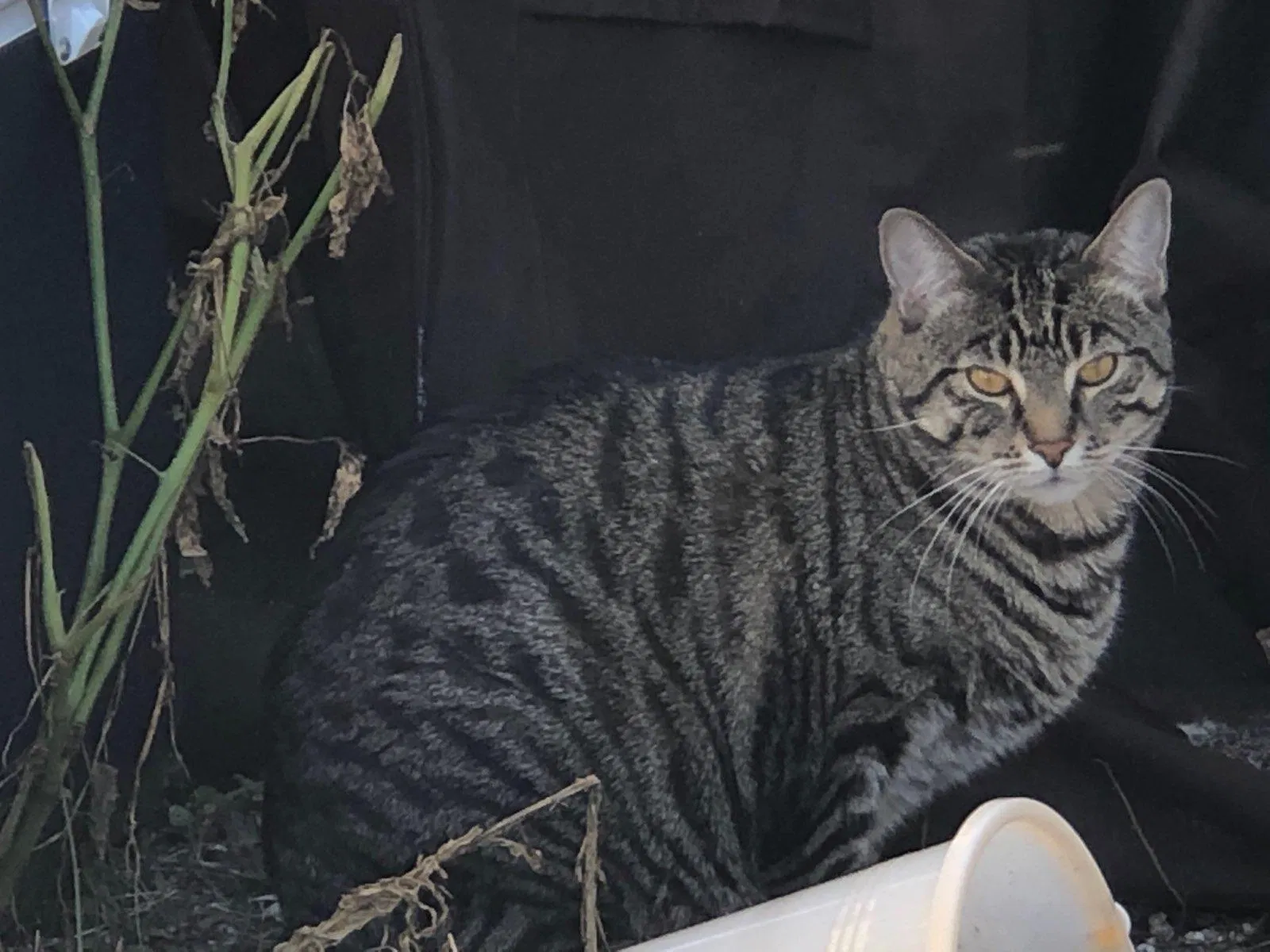 Lost cat in Pompano Beach, FL, 33063