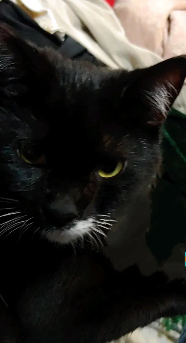 Lost cat in Wofford Heights, CA, 93285