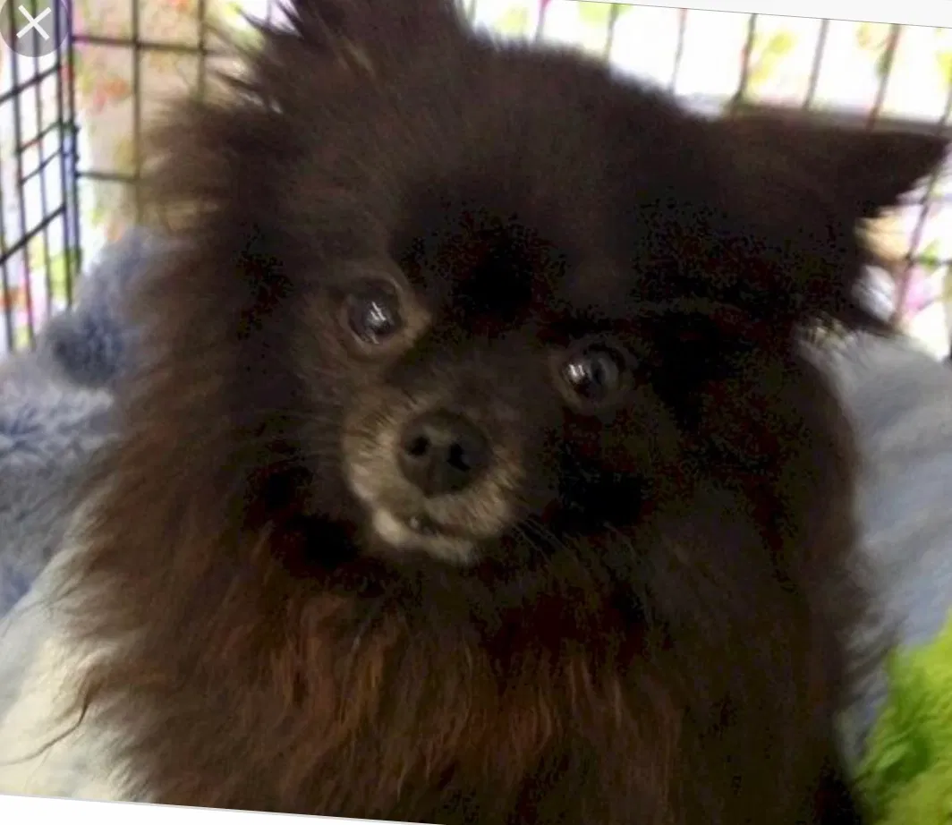 Lost dog in Tallahassee, FL, 32304