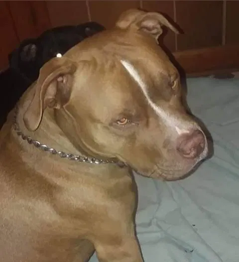 Lost dog in Rock Spring, GA, 30739
