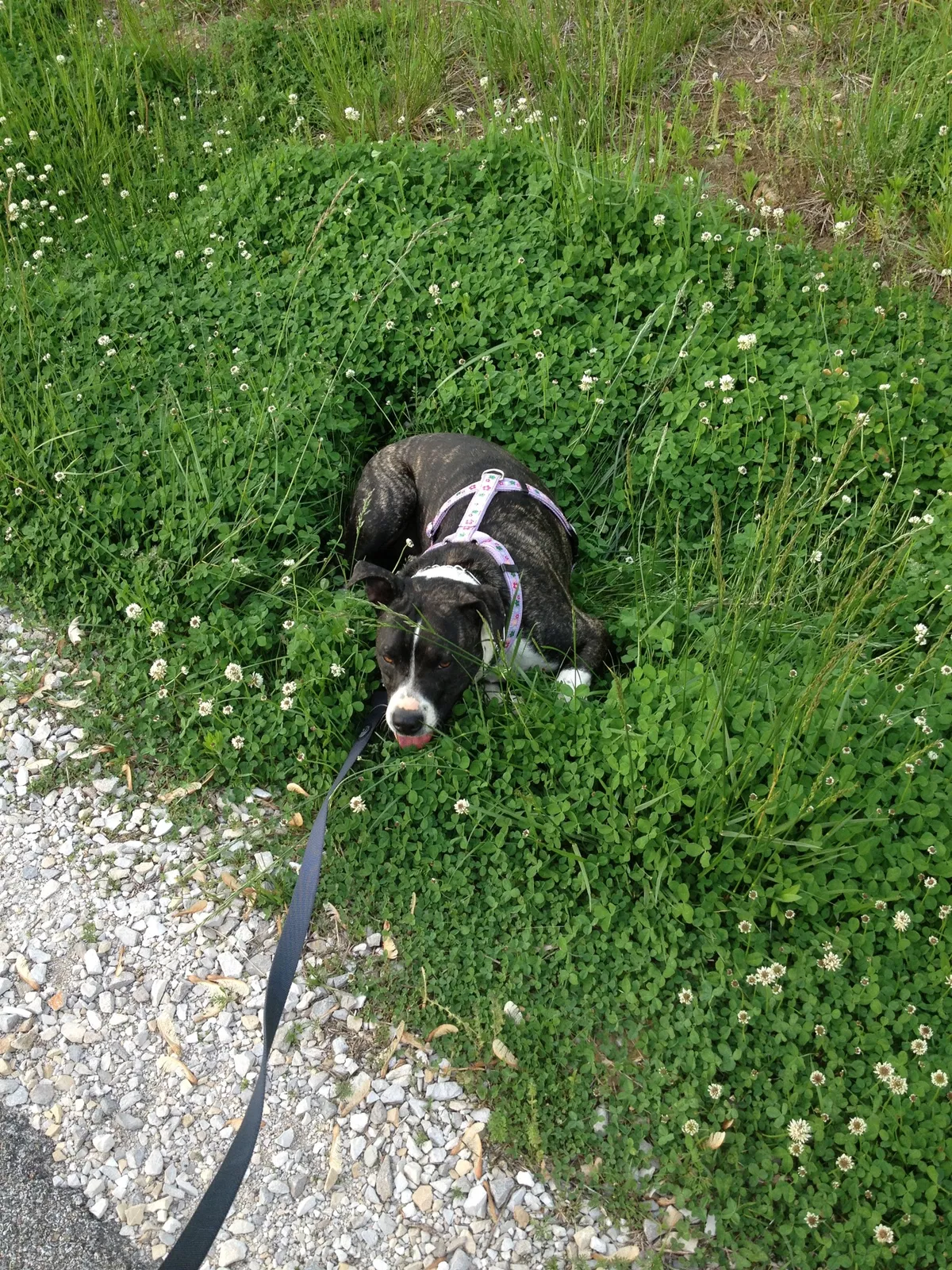 Lost dog in Evansville, IN, 47720