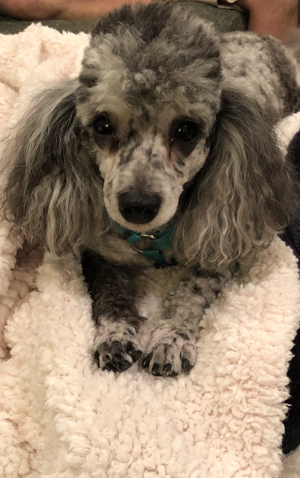 Lost dog in Tallahassee, FL, 32303