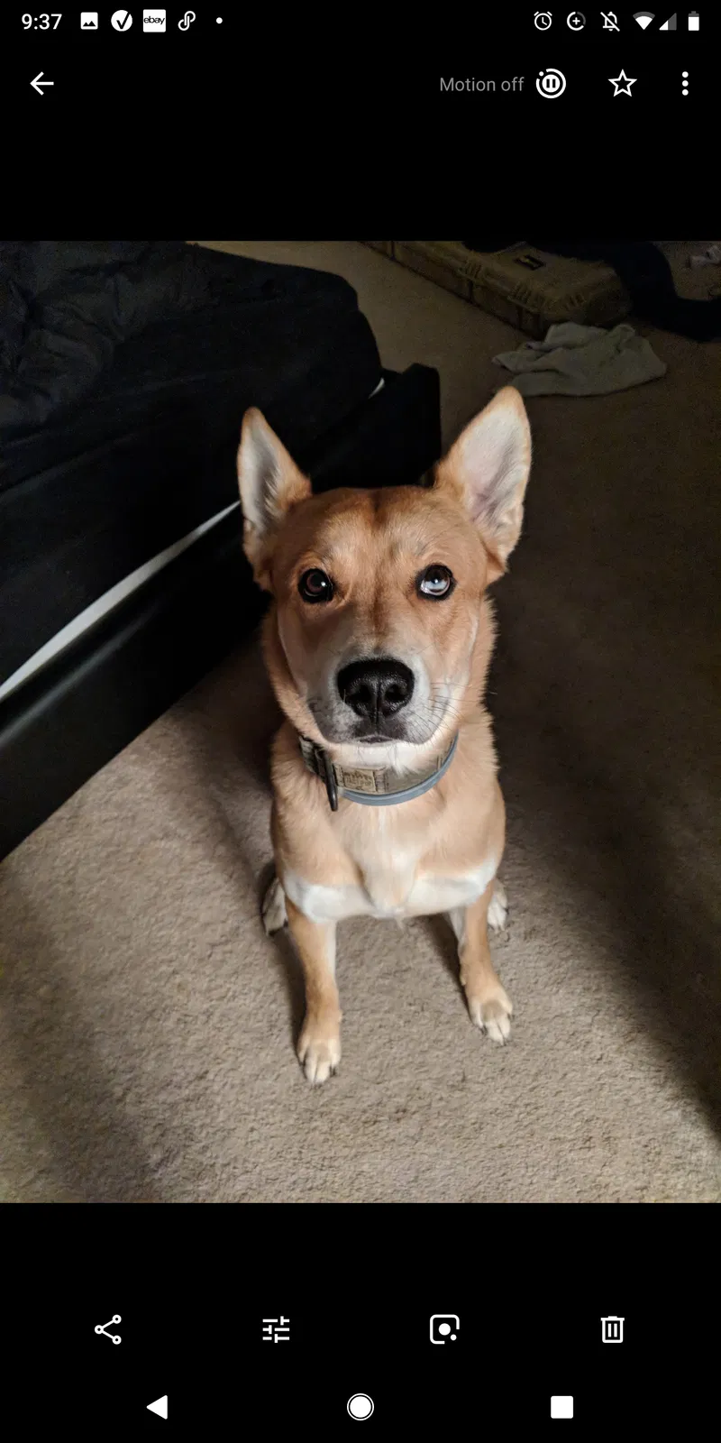 Lost dog in Kenna, WV, 25248