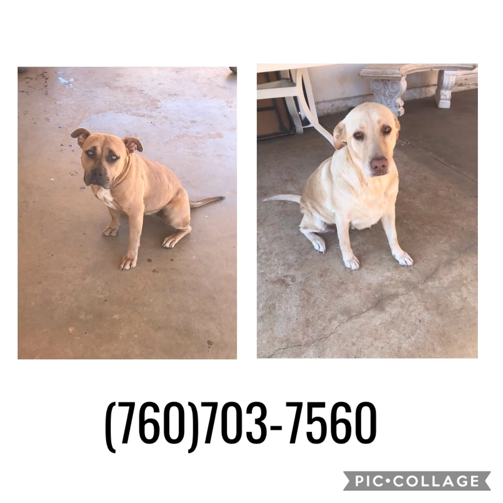 Lost dog in Fort Hood, TX, 76544
