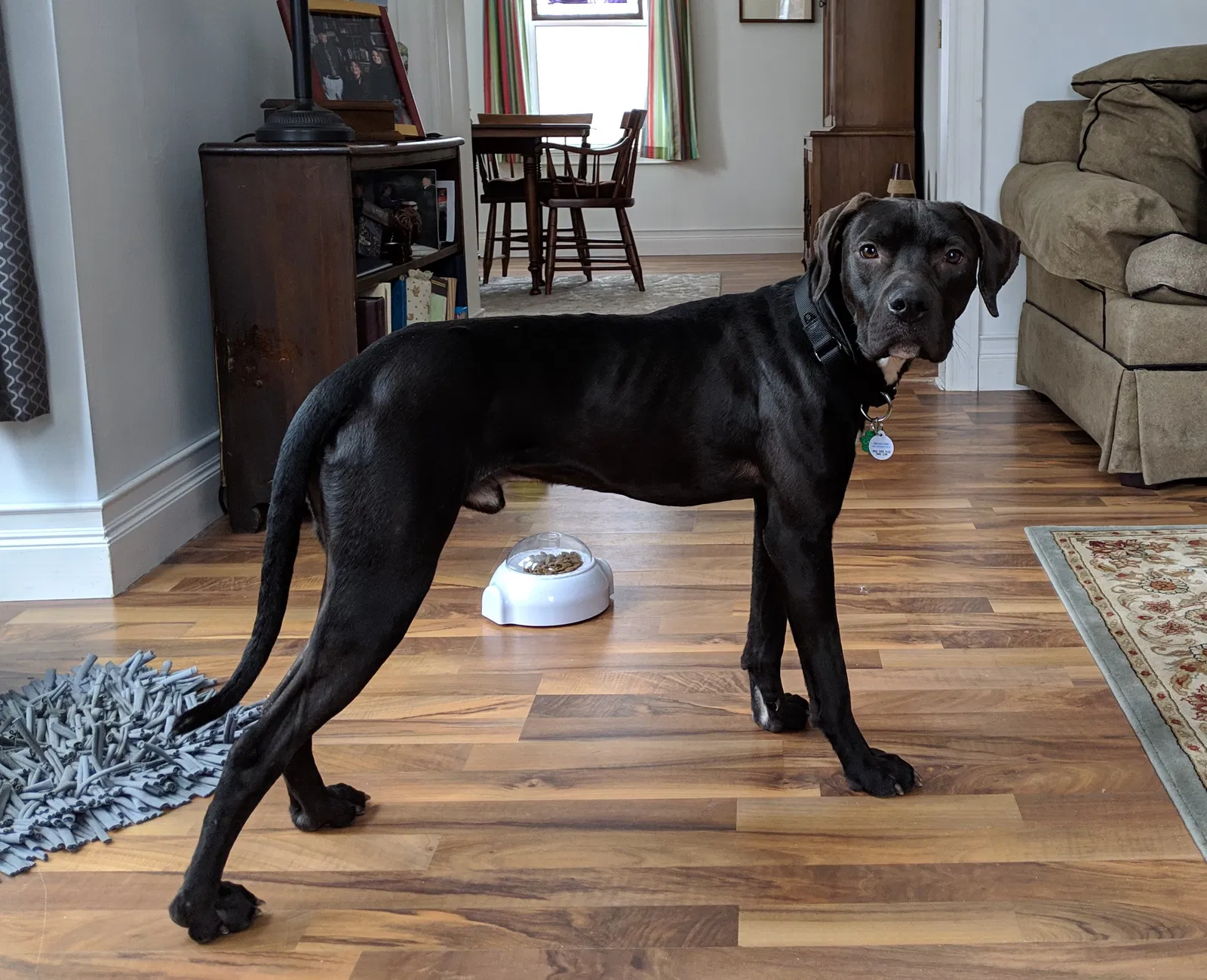 Lost dog in Orland Park, IL, 60462