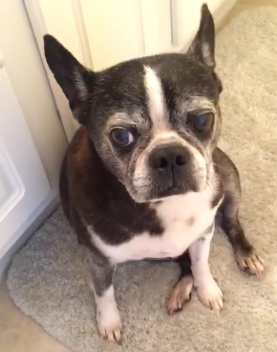 Lost dog in Plant City, FL, 33566