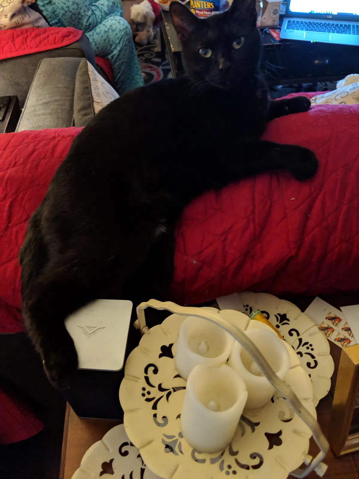 Lost cat in Ruther Glen, VA, 22546