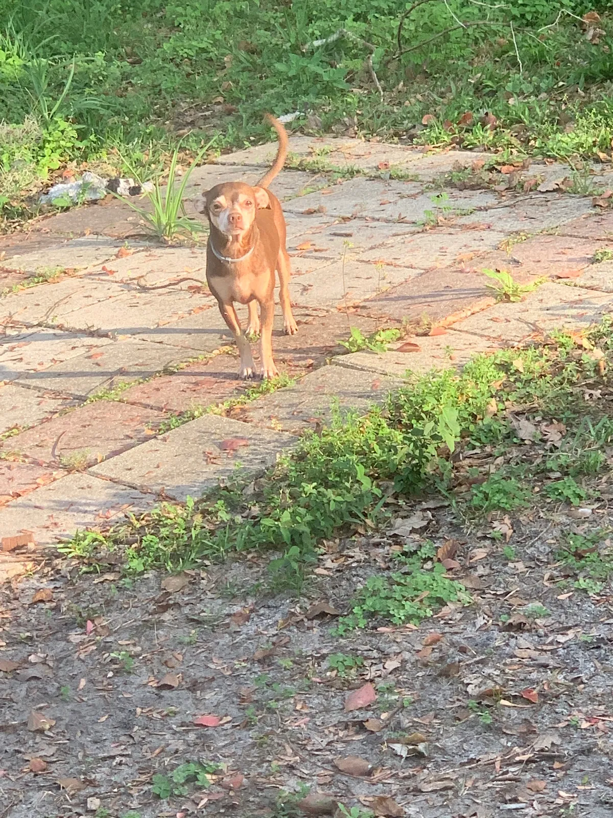 Lost dog in New Port Richey, FL, 34652