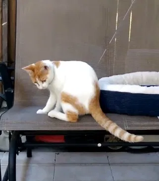 Lost cat in Pflugerville, TX, 78660