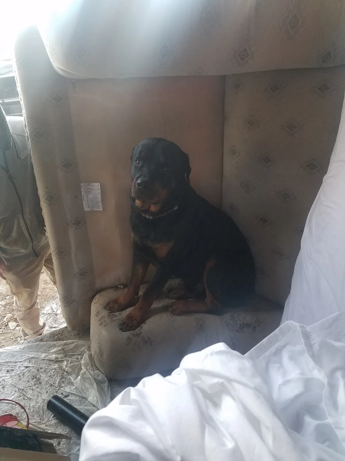 Lost dog in Pueblo, CO, 81006