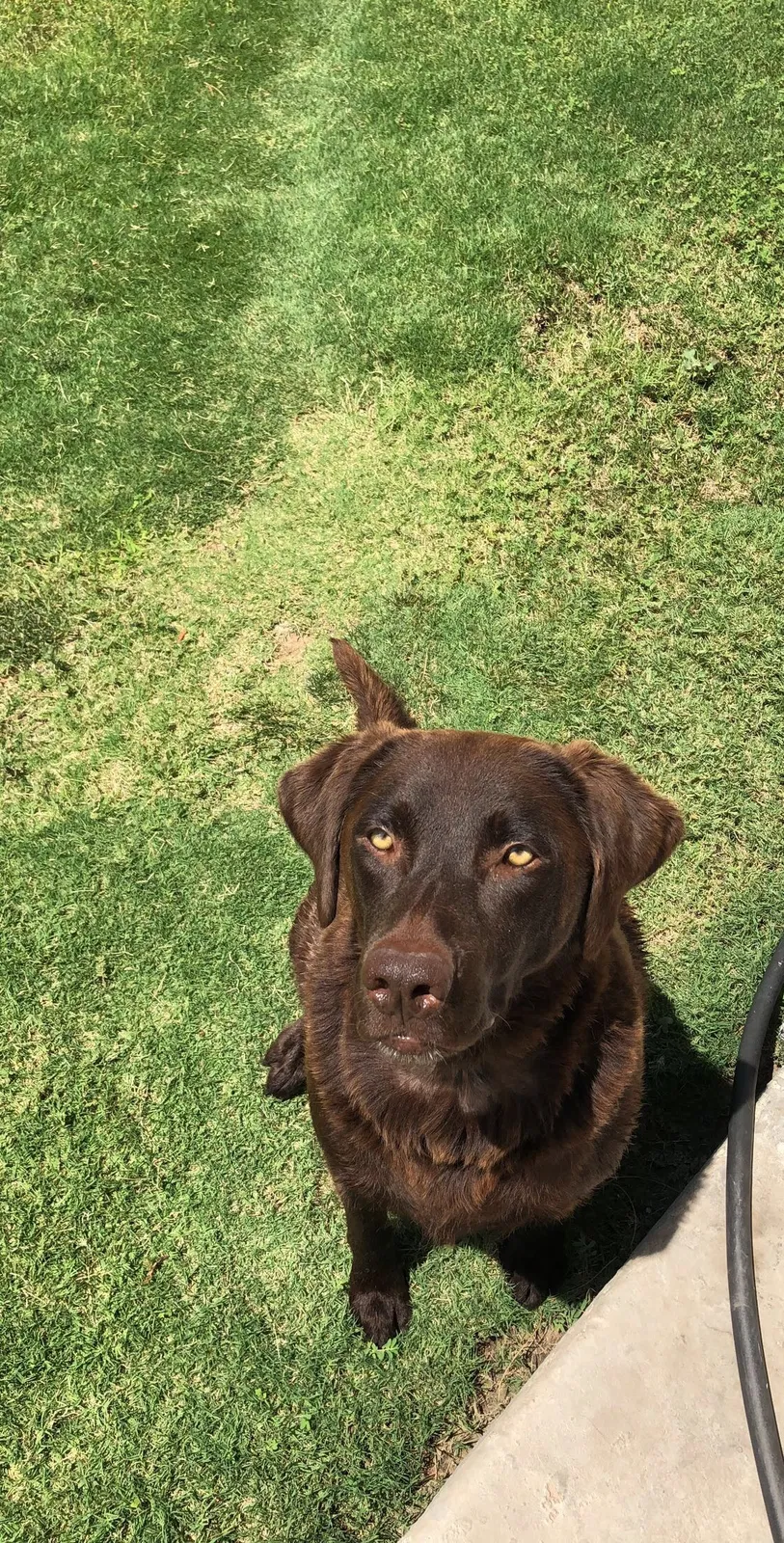Lost dog in El Paso, TX, 79922