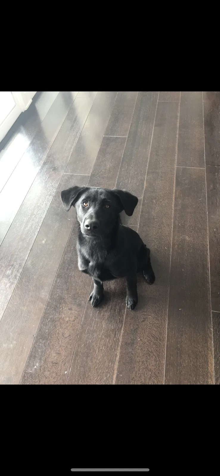 Lost dog in El Paso, TX, 79922
