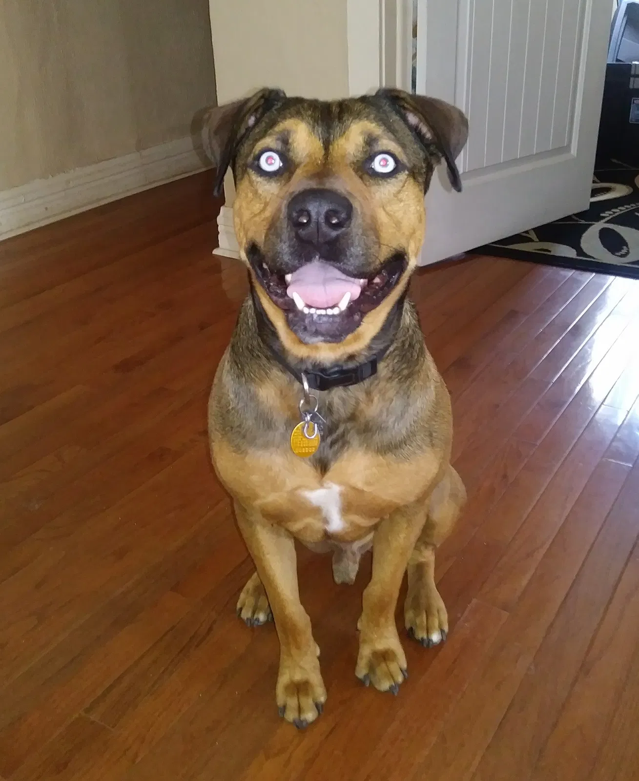 Lost dog in Pueblo, CO, 81001