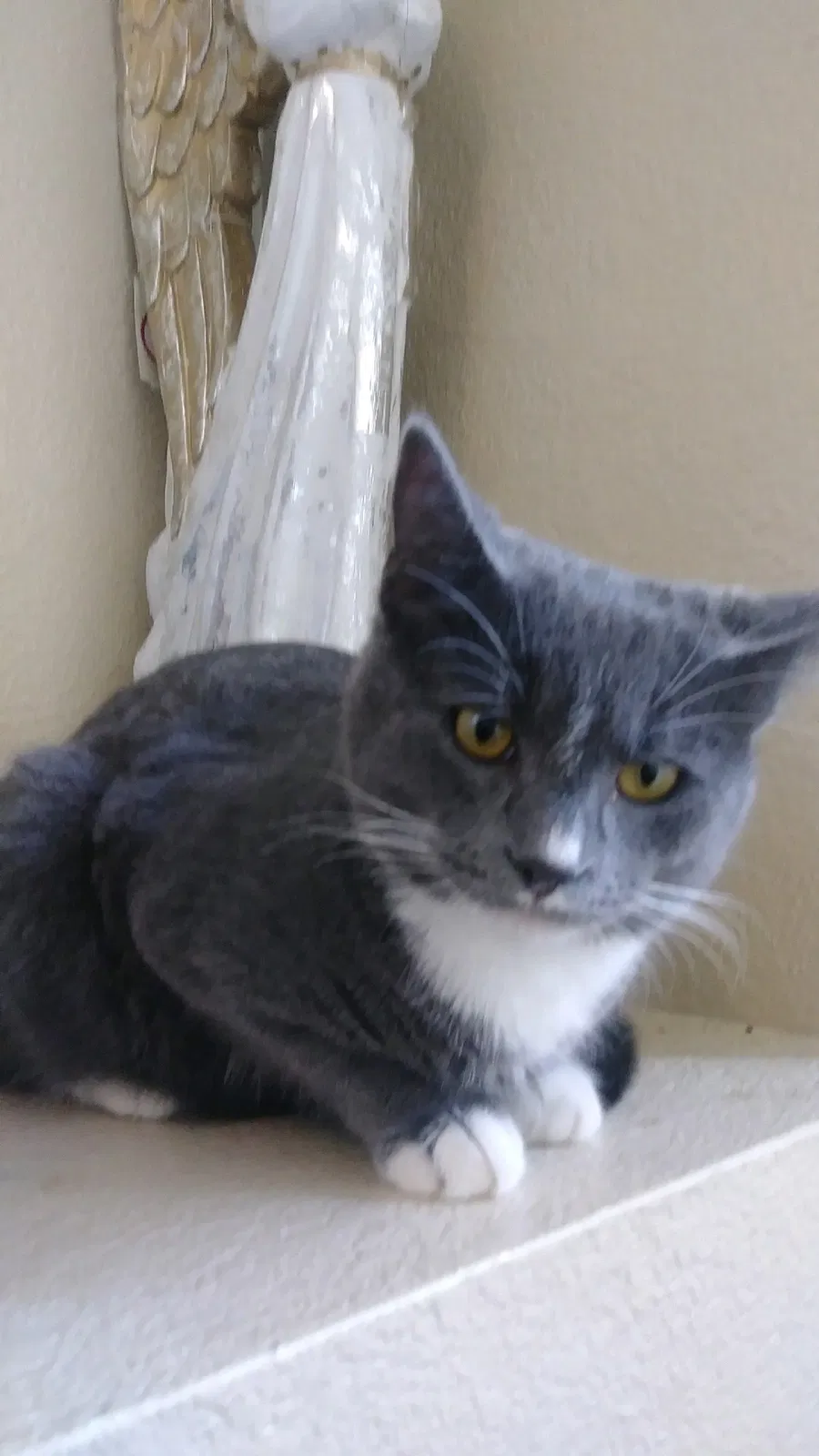 Lost cat in Temecula, CA, 92592