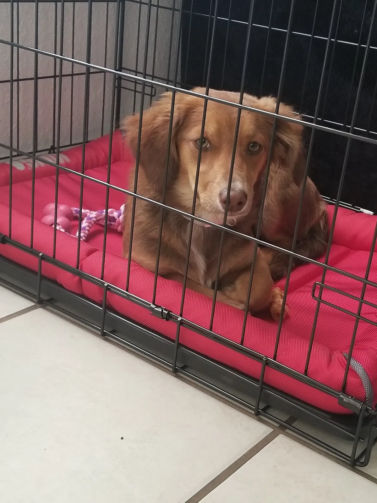 Lost dog in Albuquerque, NM, 87114