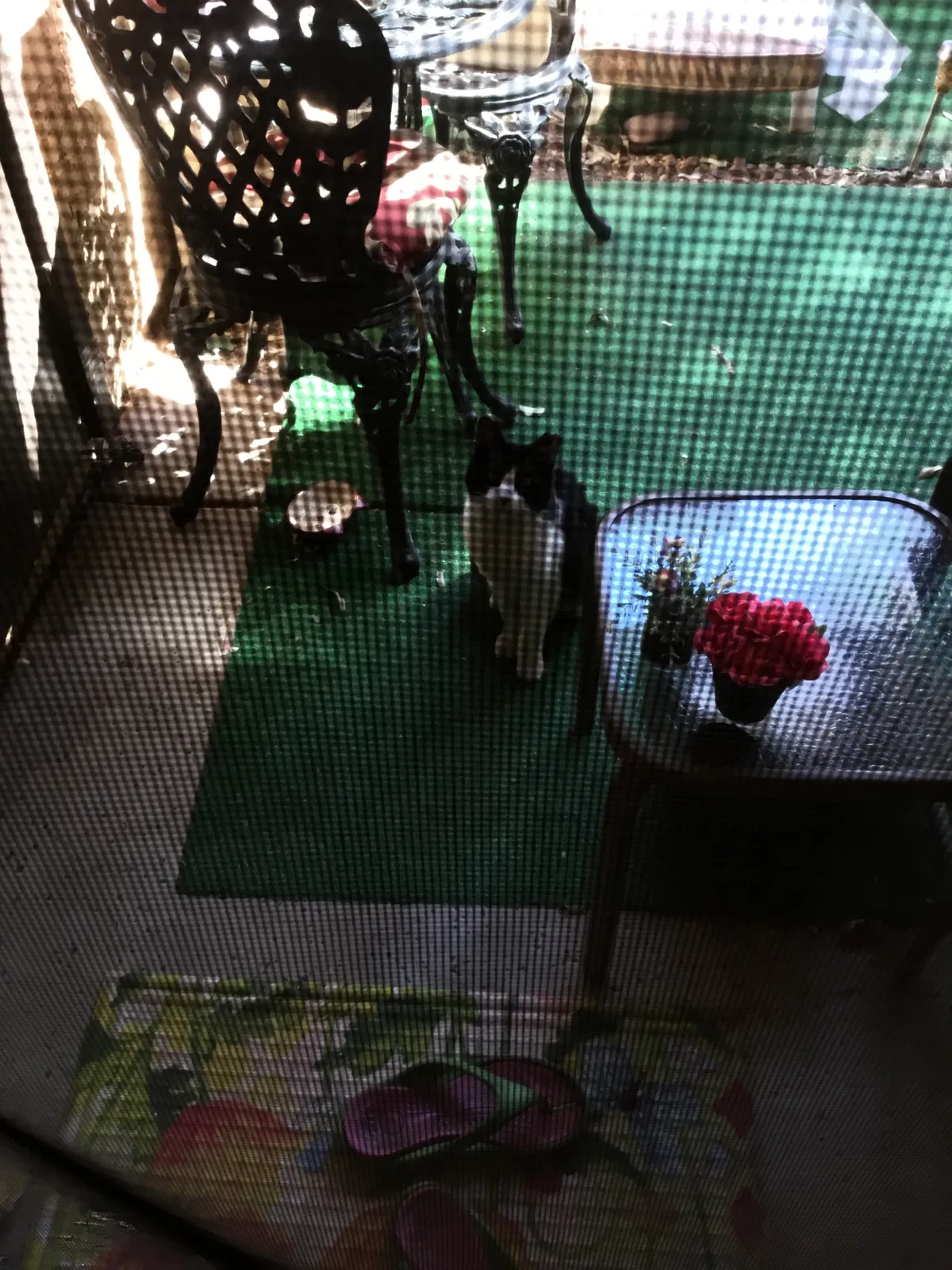 Found cat in Chandler, AZ, 85226