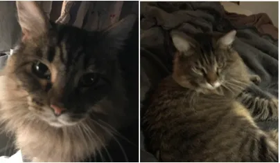 Lost cat in Portland, OR, 97266