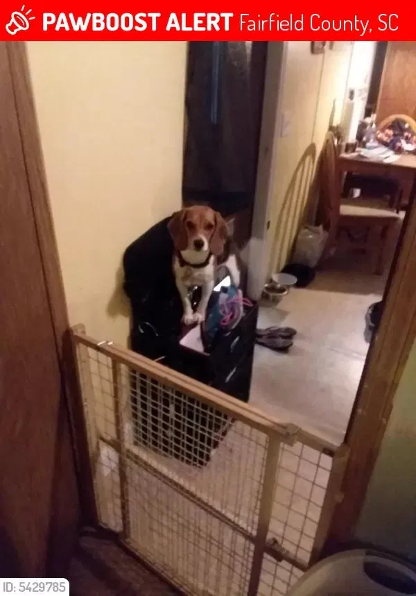 Lost dog in Winnsboro, SC, 29180