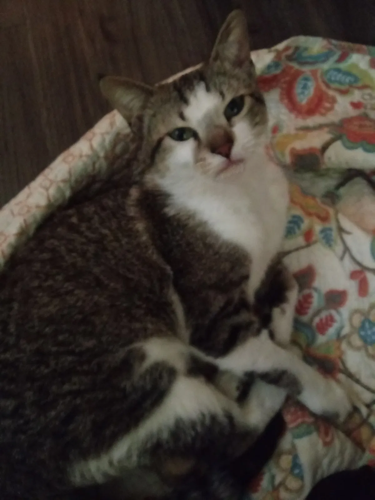 Found cat in Corpus Christi, TX, 78411