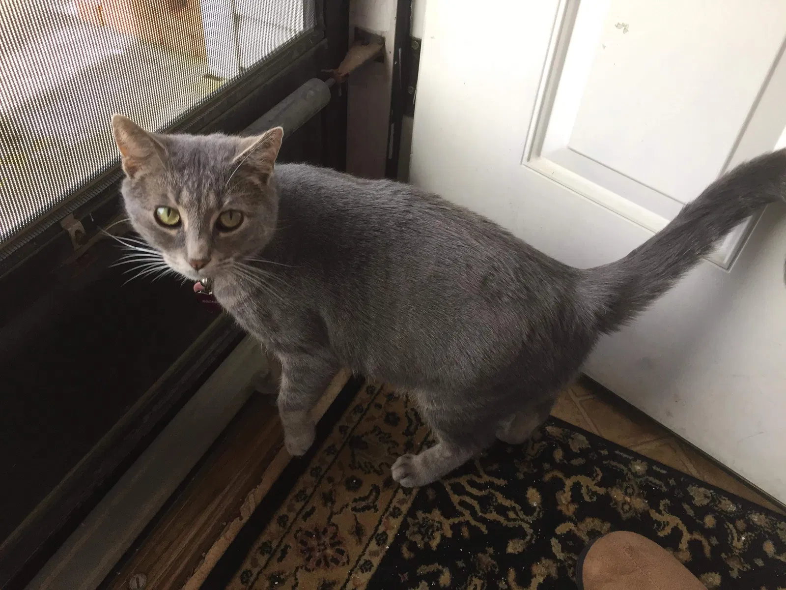 Lost cat in Smyrna, DE, 19977