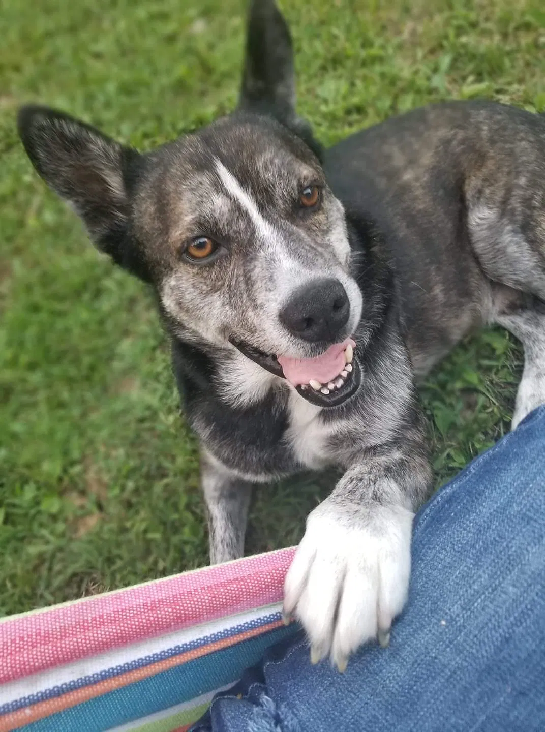 Lost dog in Jasper, TN, 37347