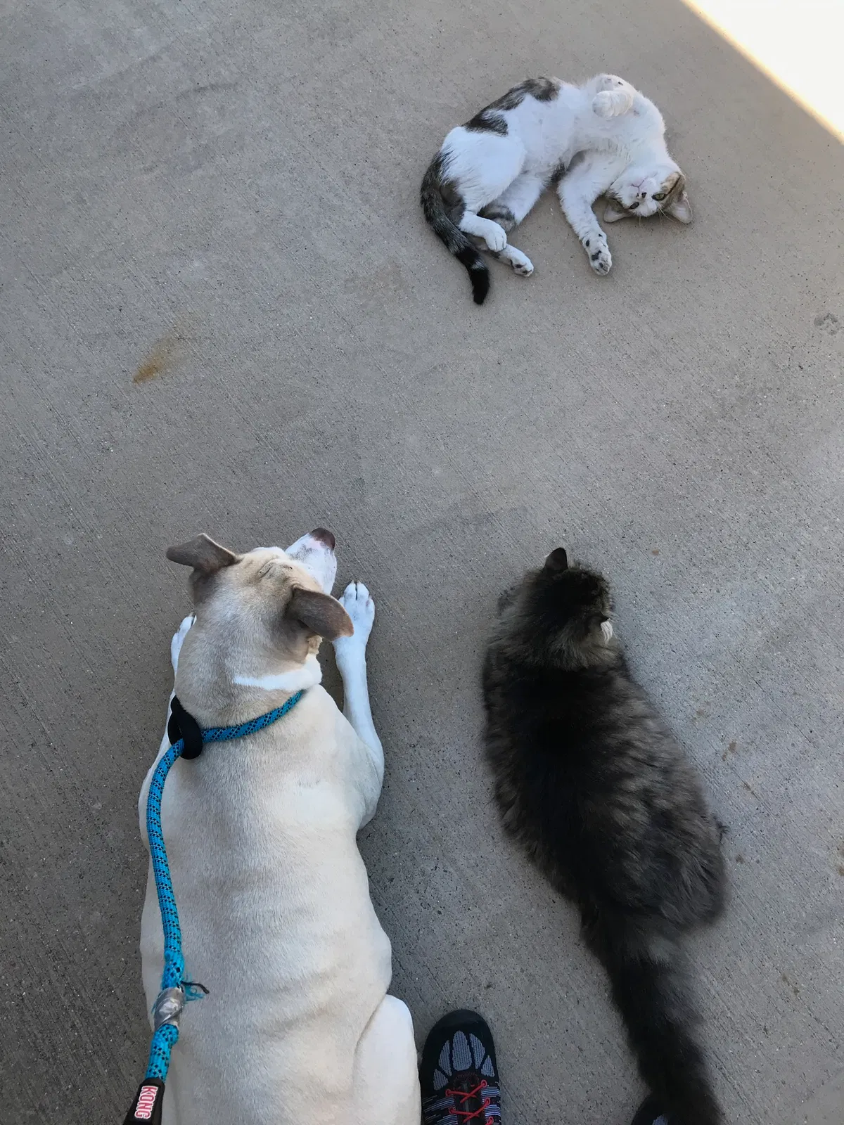 Lost cat in Fort Worth, TX, 76140