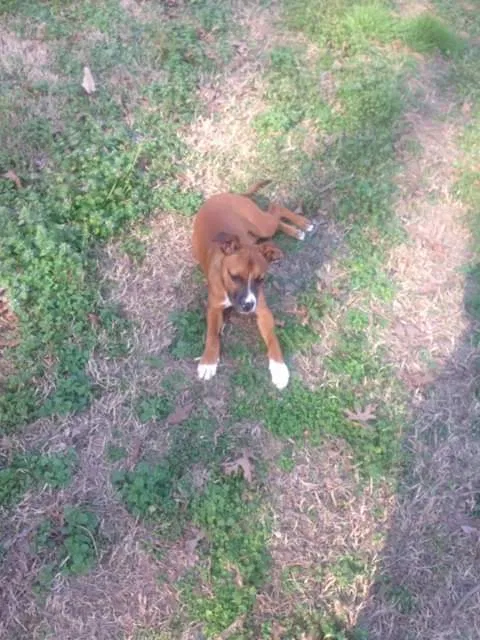 Lost dog in Jasper, TN, 37347