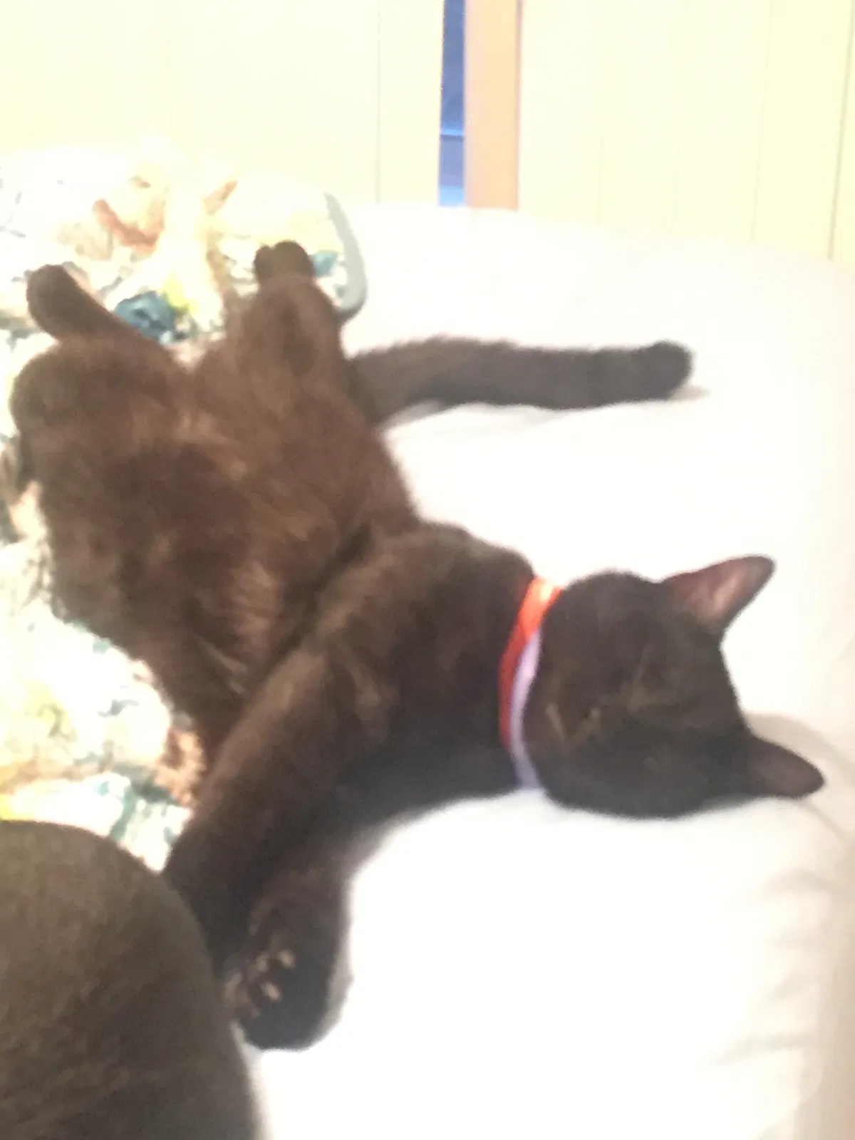 Lost cat in Gainesville, FL, 32608