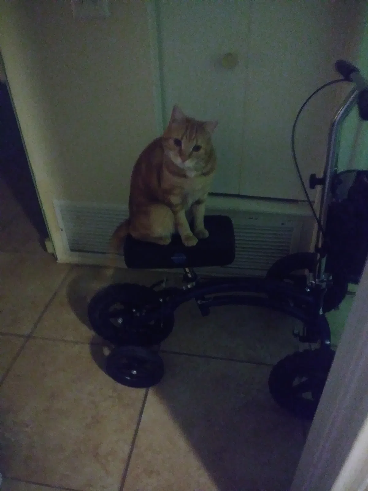 Lost cat in Tucson, AZ, 85746