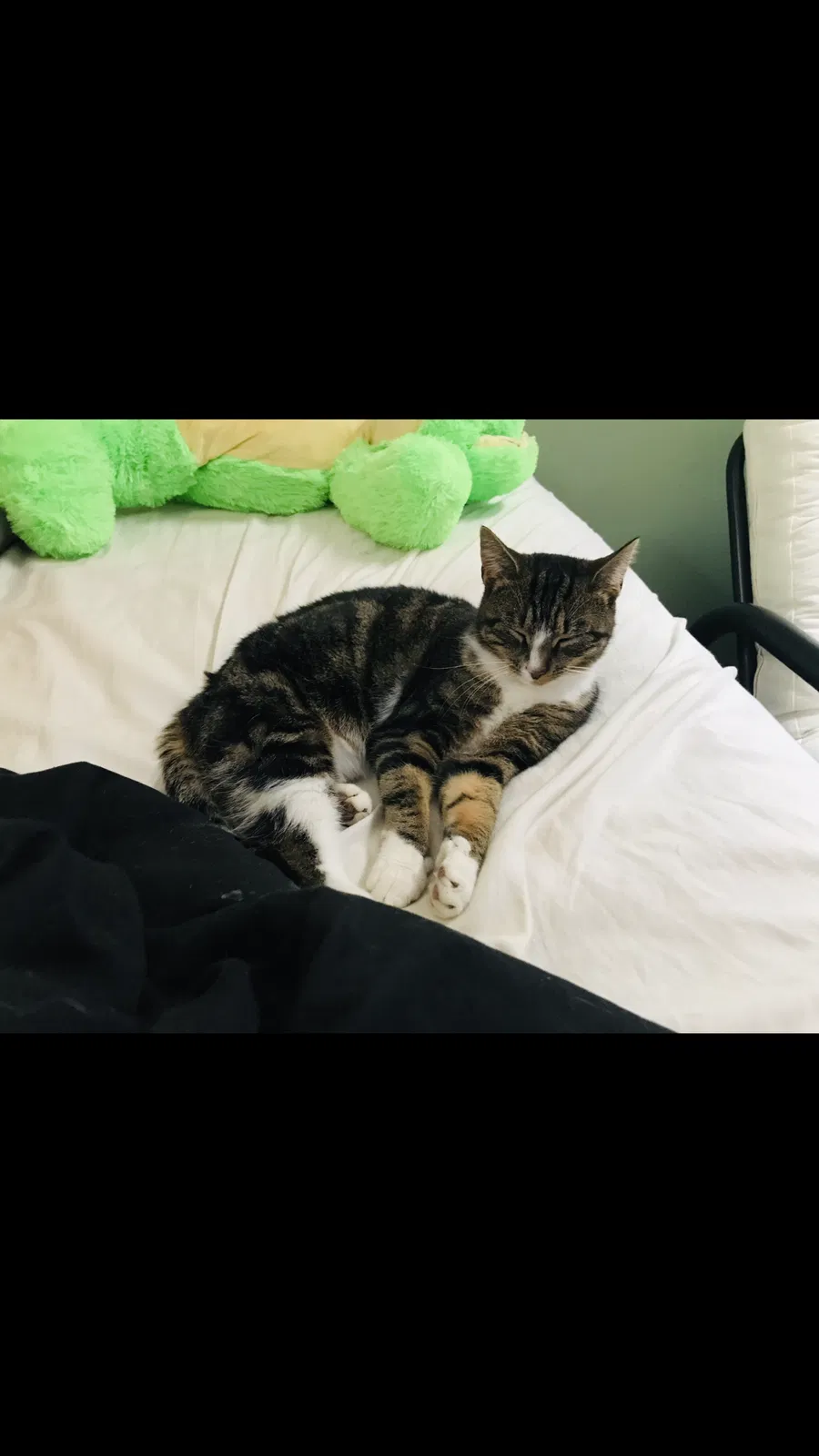 Lost cat in Blue Point, NY, 11715