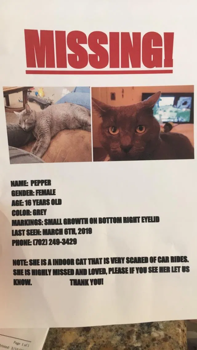Lost cat in Henderson, NV, 89015