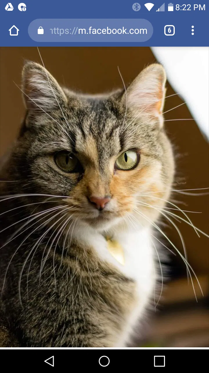 Lost cat in Newport News, VA, 23602