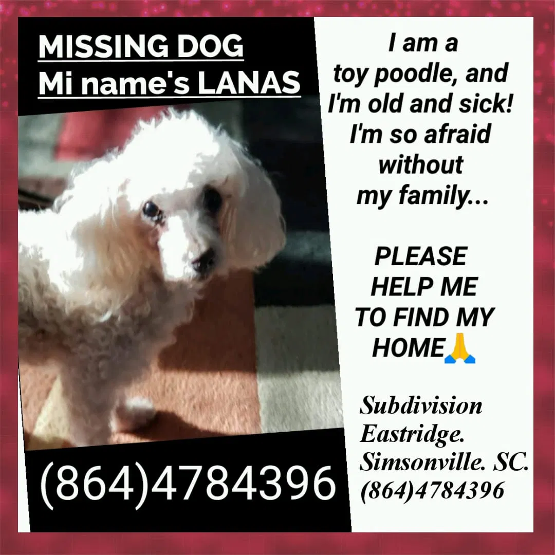 Lost dog in Simpsonville, SC, 29681