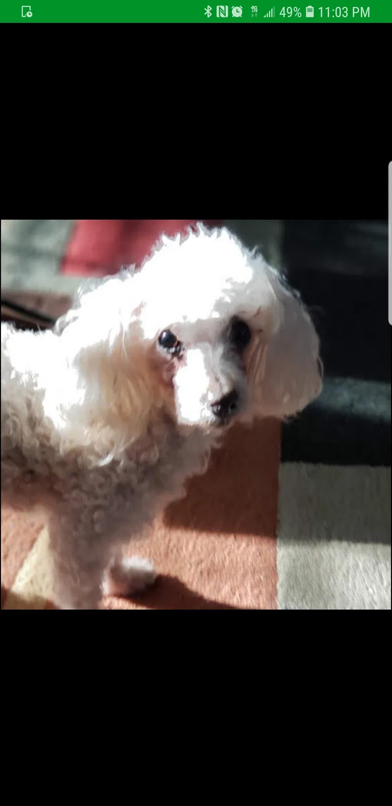 Lost dog in Simpsonville, SC, 29681