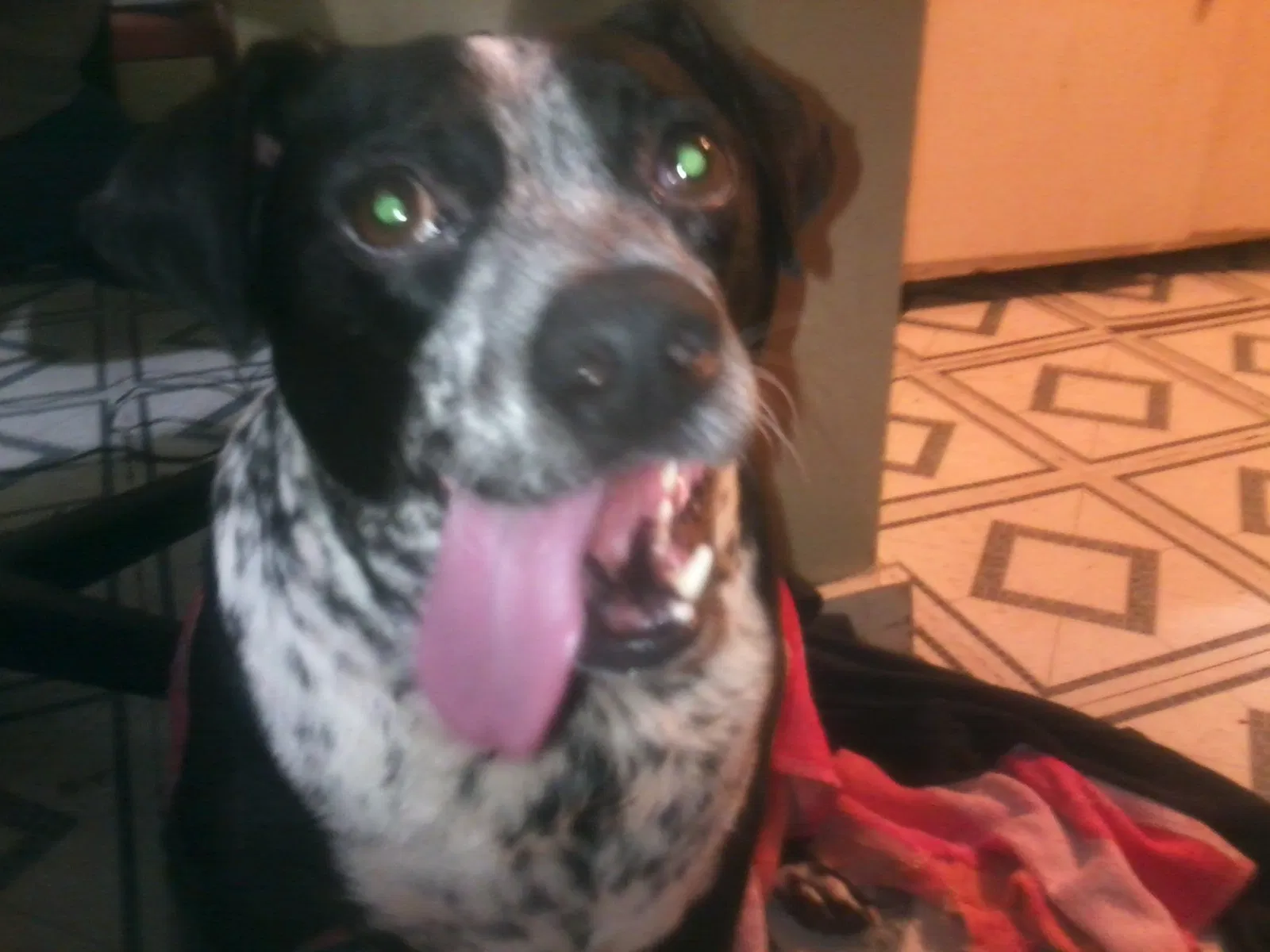 Lost dog in Missouri City, TX, 77489